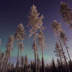 Calypso borealis by john muir