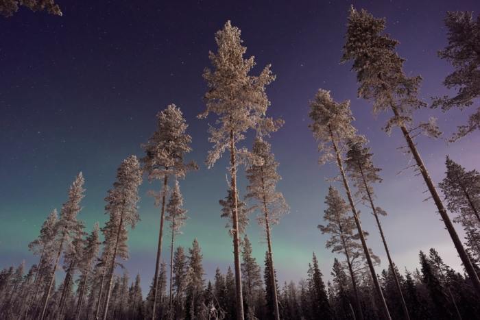 Calypso borealis by john muir