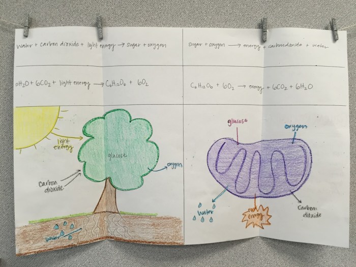 Poster about photosynthesis and cellular respiration