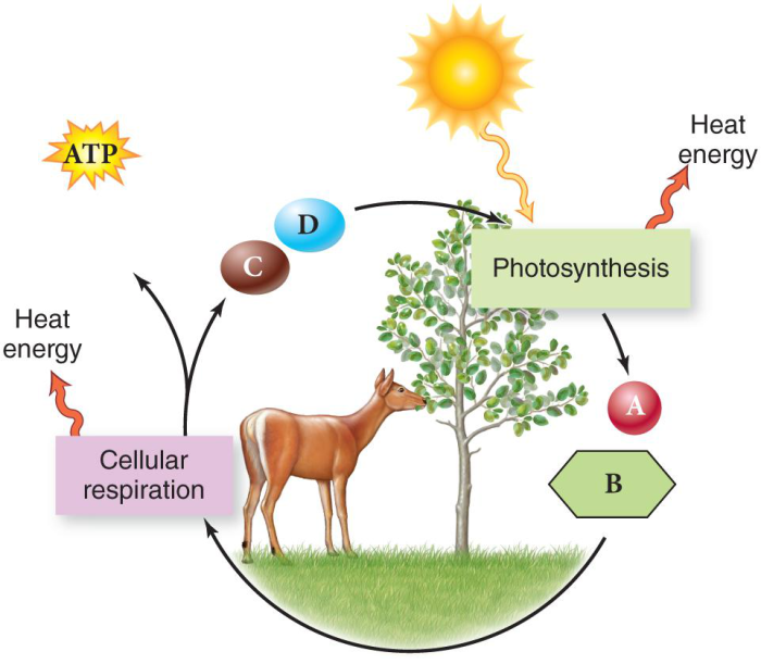 Poster about photosynthesis and cellular respiration