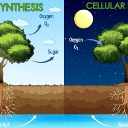 Poster about photosynthesis and cellular respiration