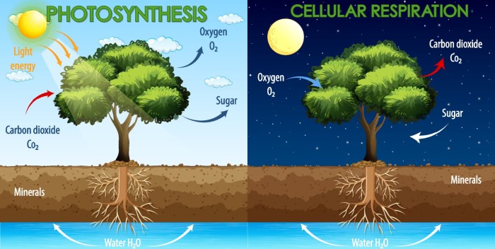 Poster about photosynthesis and cellular respiration