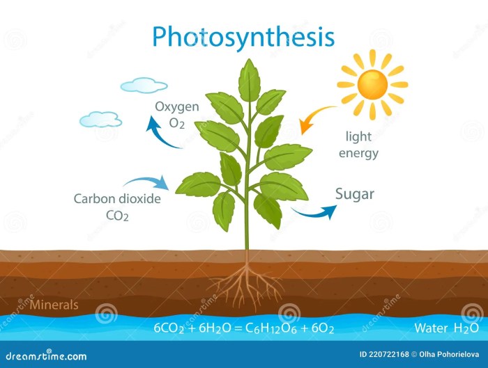 Poster about photosynthesis and cellular respiration